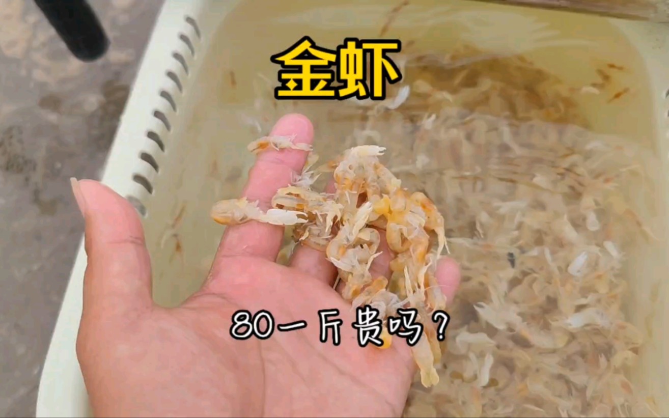 闲来无事去白浪滩抽点80一斤的金虾去喂鱼