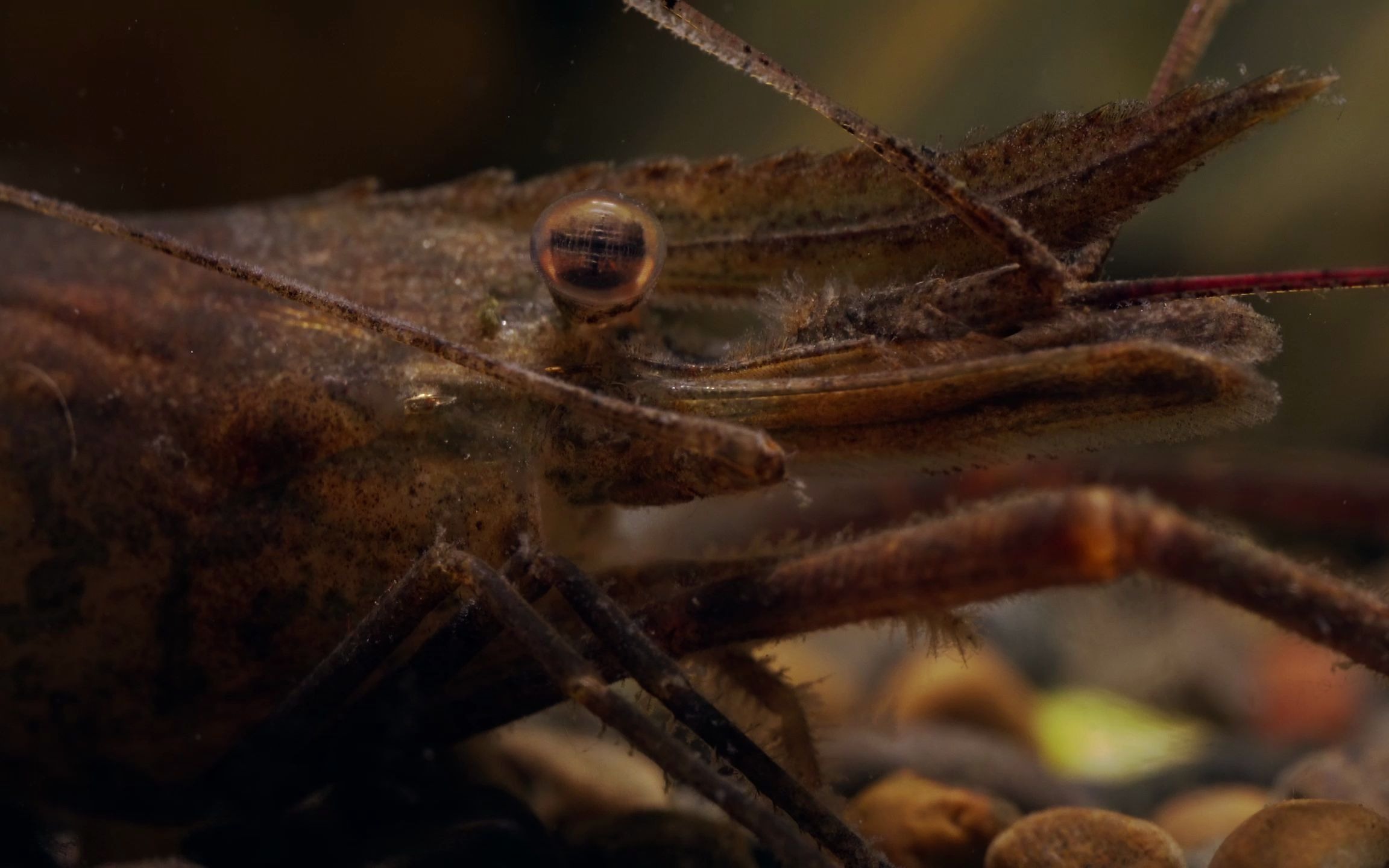 【日本沼虾】属于很不好吃的虾了