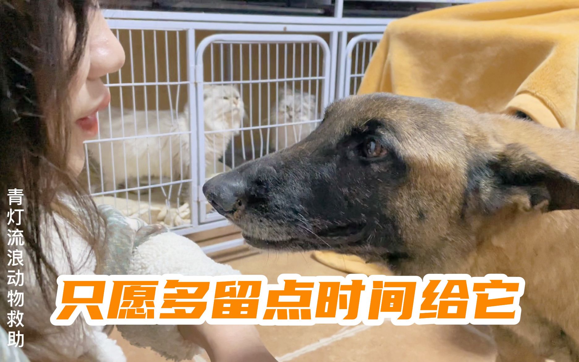 [图]马犬后续：肺部感染严重，只愿多留点时间给它