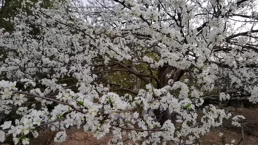 [图]这是李花盛开的季节