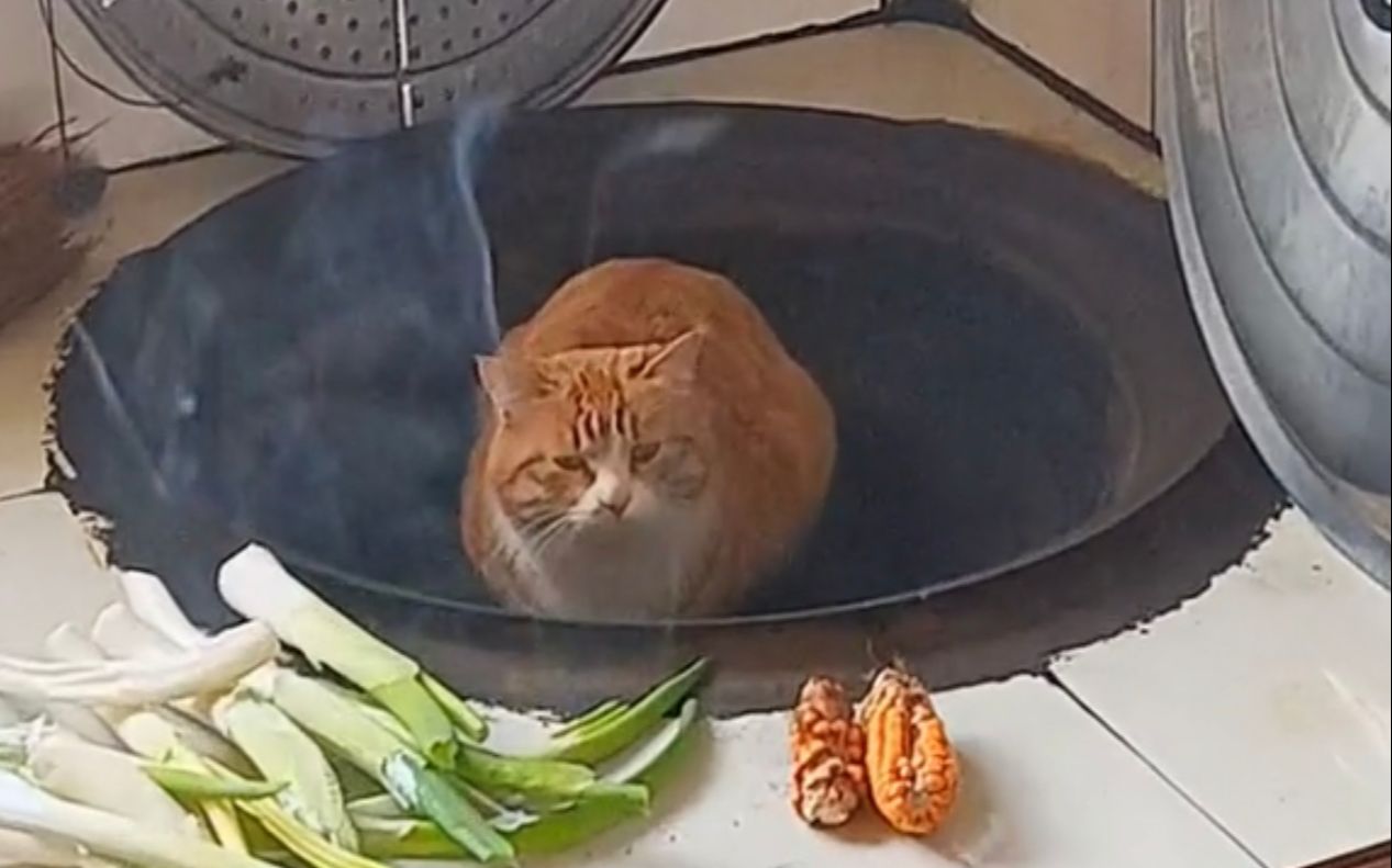 [图]《热爱105°C的猫咪》