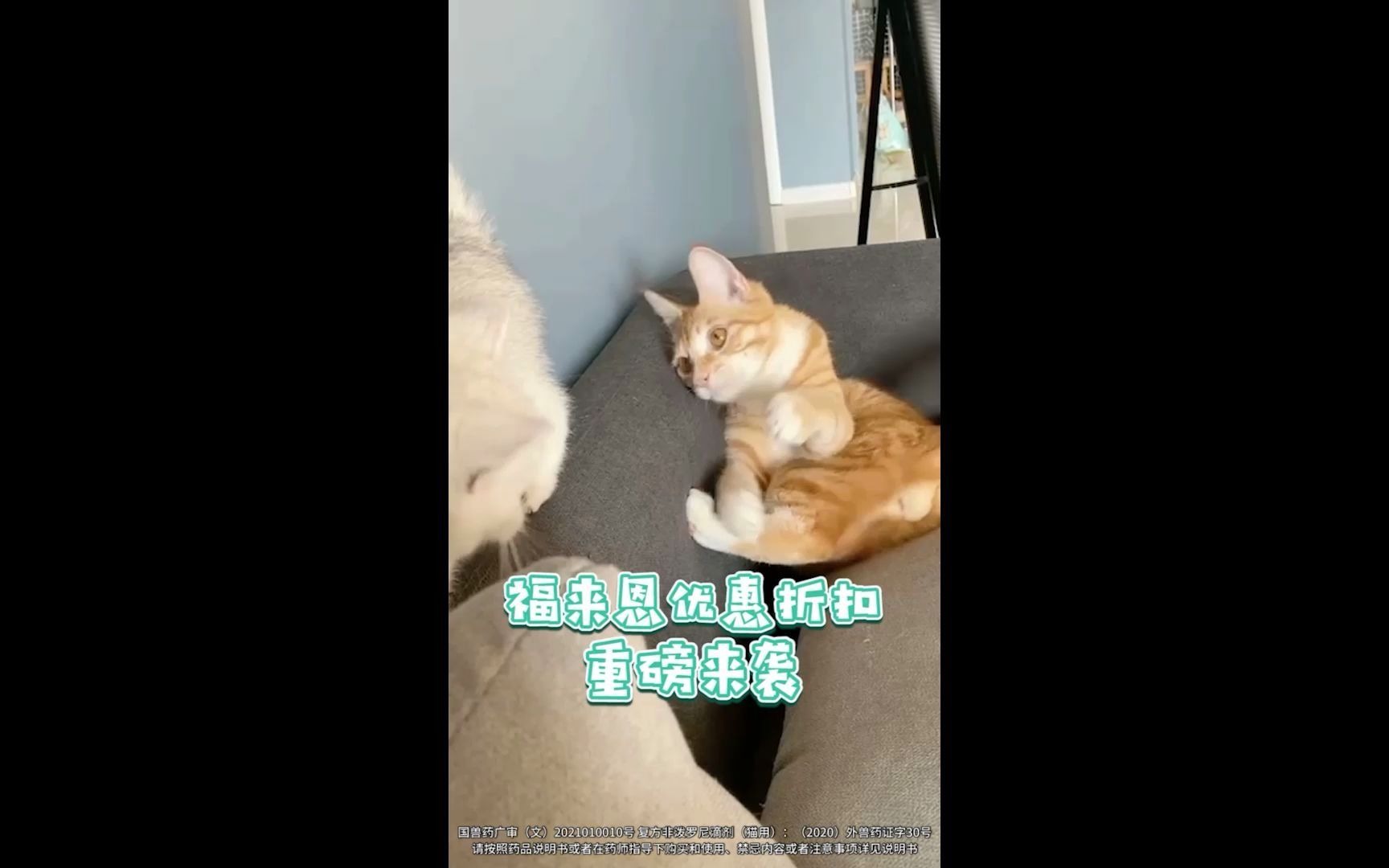 新手养猫别被坑了!我来告诉你猫猫驱虫多少钱哔哩哔哩bilibili