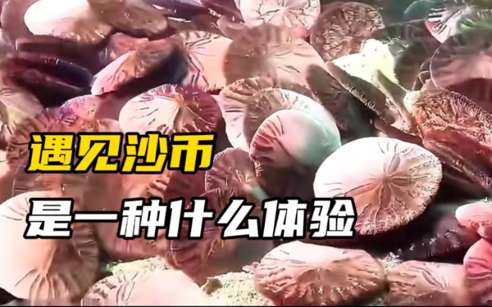 你见过这么多的"沙币"吗?