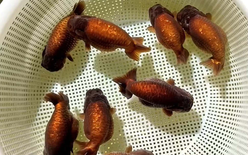 明天到石家庄的紫寿