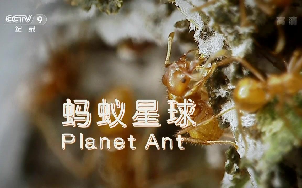 [图]【央视CCTV纪录片】纪录片-蚂蚁星球(Planet Ant：Life Inside the Colony)2013.国语中字