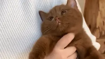 “拜托，小猫咪超可爱的! ”