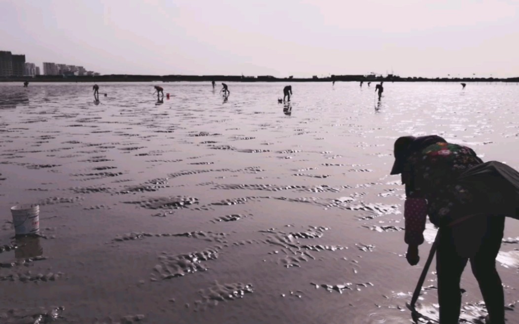 好多在海边赶海,大家见过这样赶海的吗哔哩哔哩bilibili