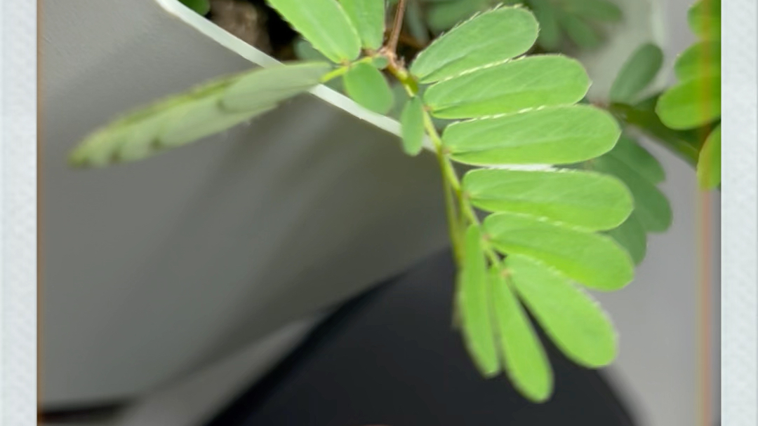 害羞的含羞草