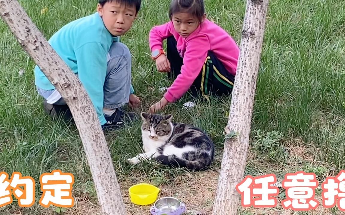 [图]为了一个约定，猫咪等到天黑，他俩今天真的有事失约抱歉朋友