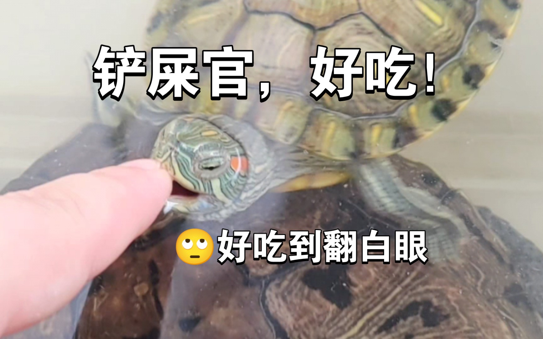 【巴西龟】食人饿龟(超凶)