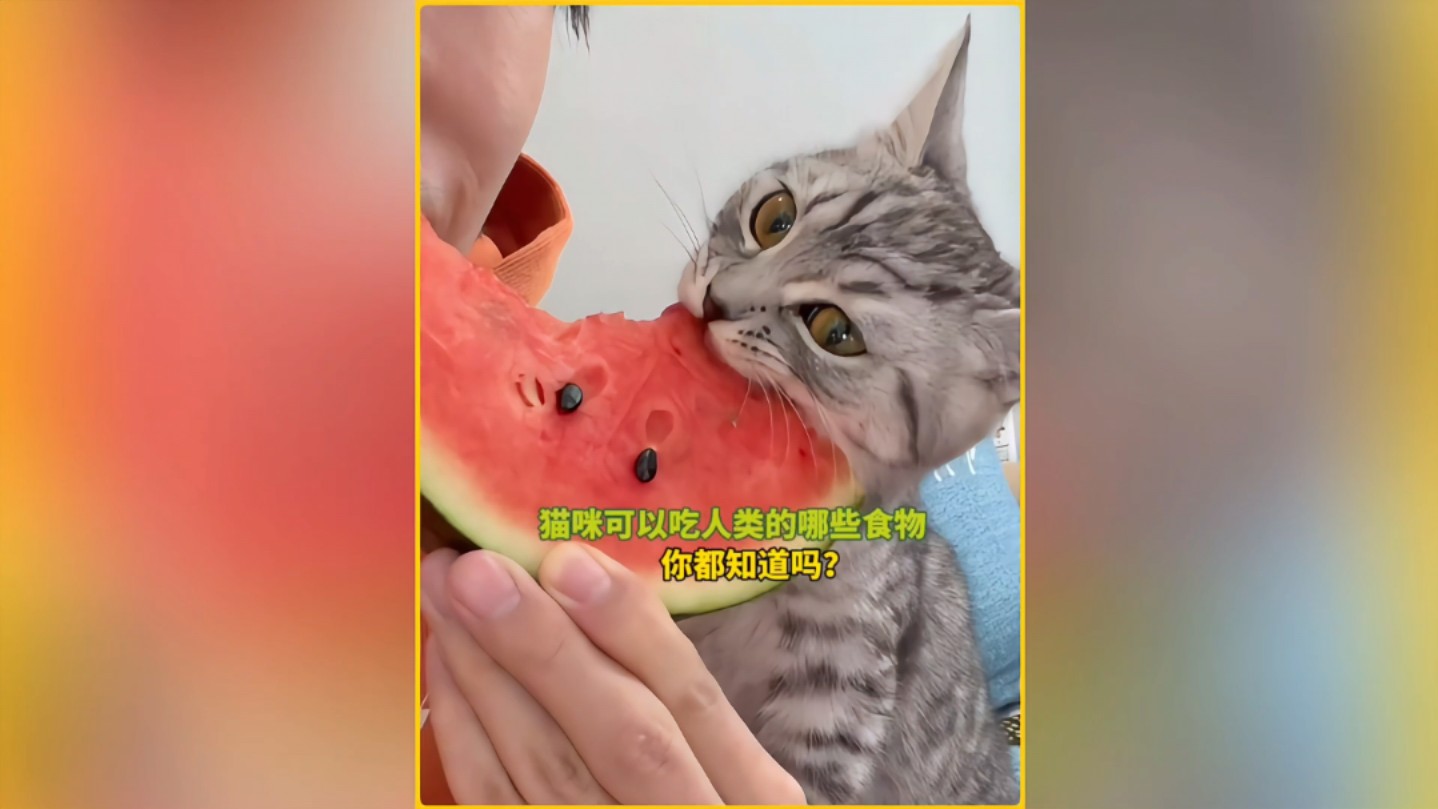 猫咪可以吃的人类食物有哪些?你都知道吗?哔哩哔哩bilibili