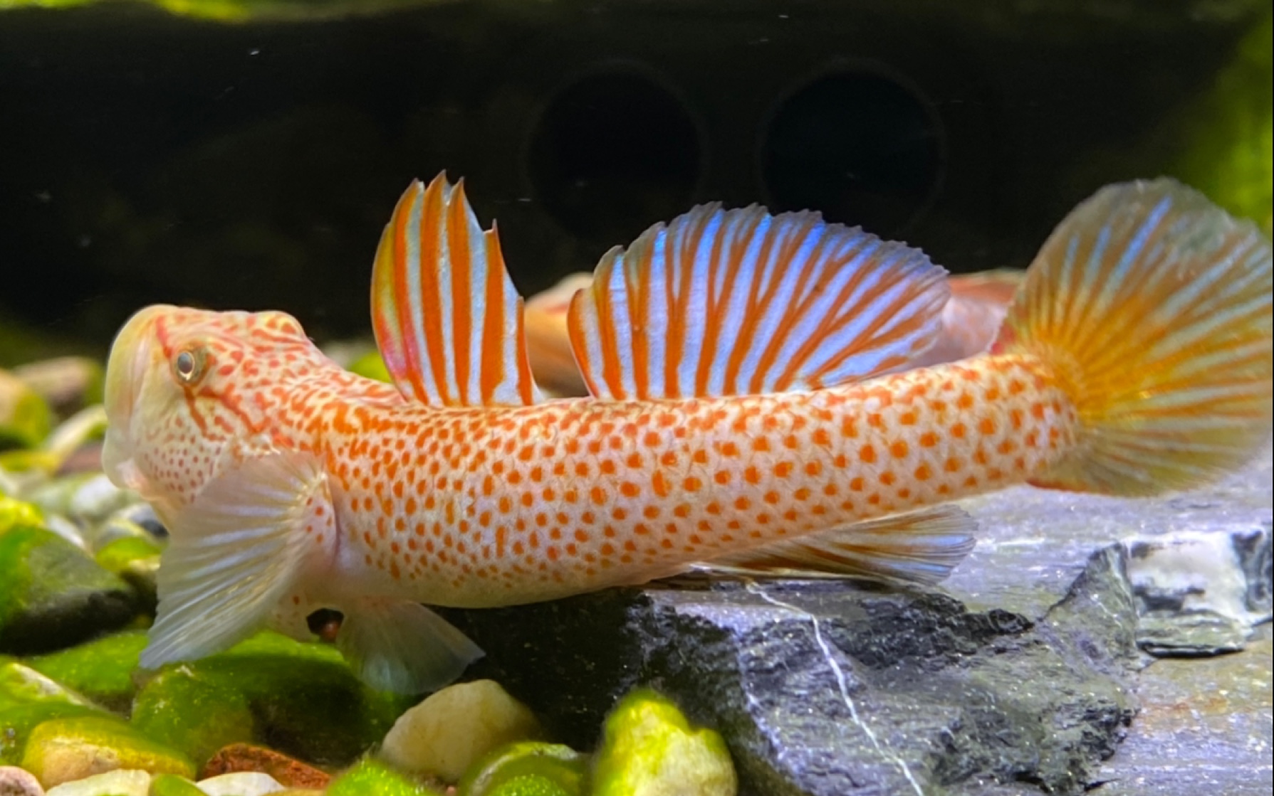 b站第三星条旗神农不服投币别提鳍间距鳍间距是用来跑火车的