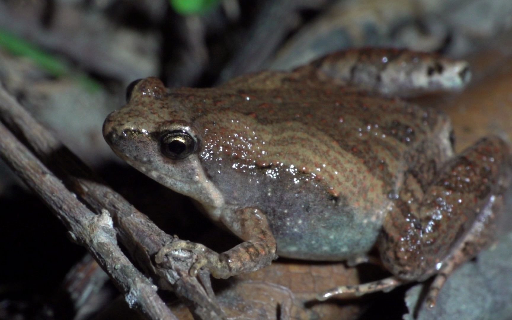 【生物记录/蛙】饰纹姬蛙_哔哩哔哩_bilibili