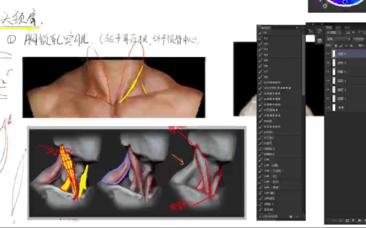 【教程干货】头颈肩怎么画 头颈肩都由什么肌肉构成哔哩哔哩bilibili