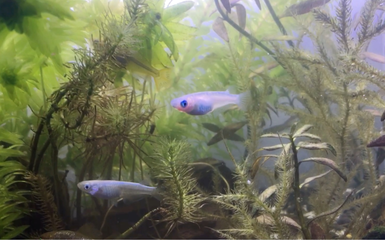 观背青鳉桌面小缸里的可爱崽崽