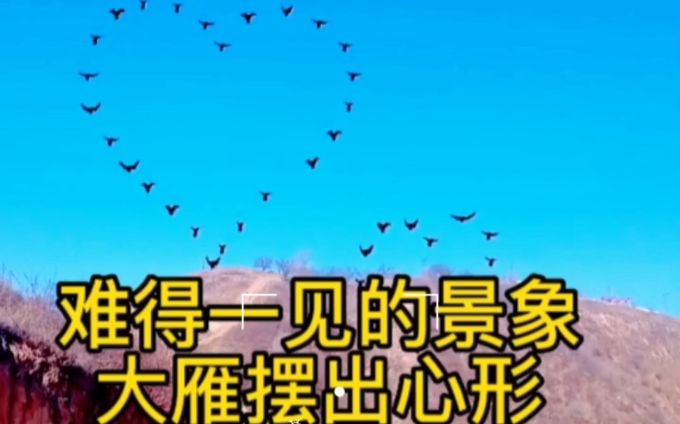 大雁在天空排一字形,人字形我见多了,排爱心是我第一次见啊!