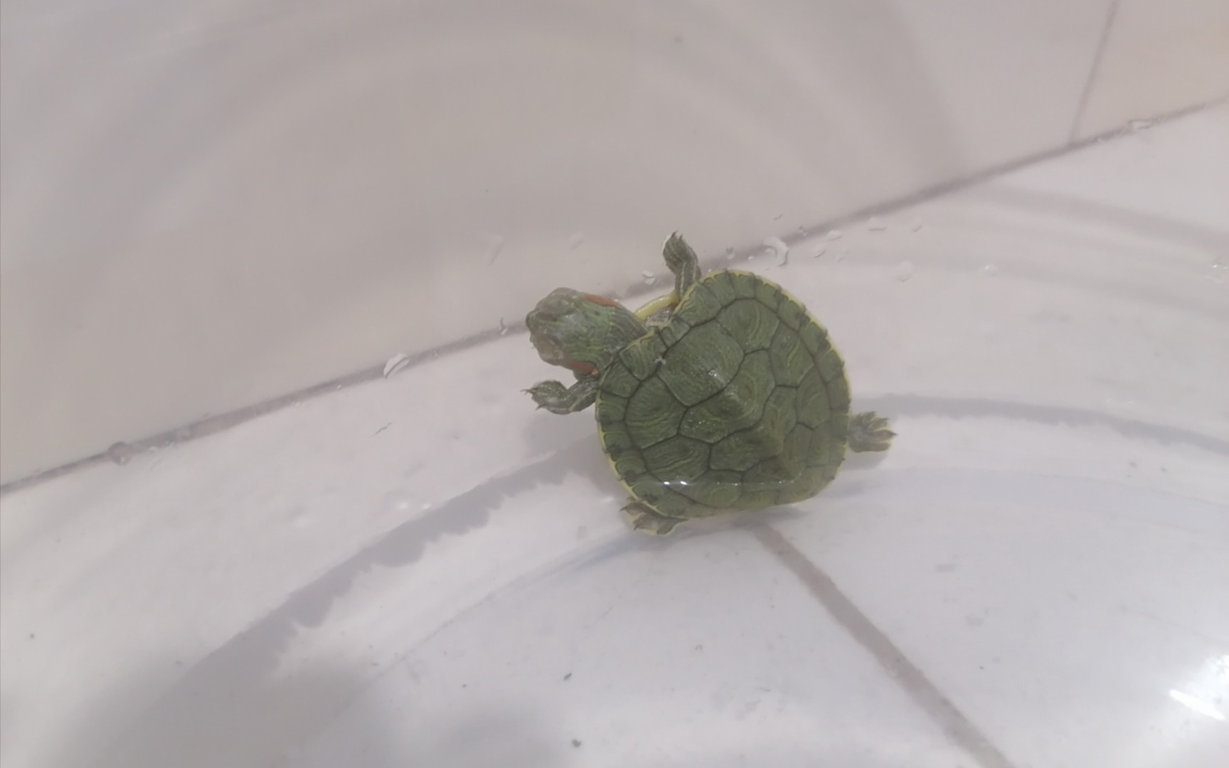 一只站着睡觉的小乌龟