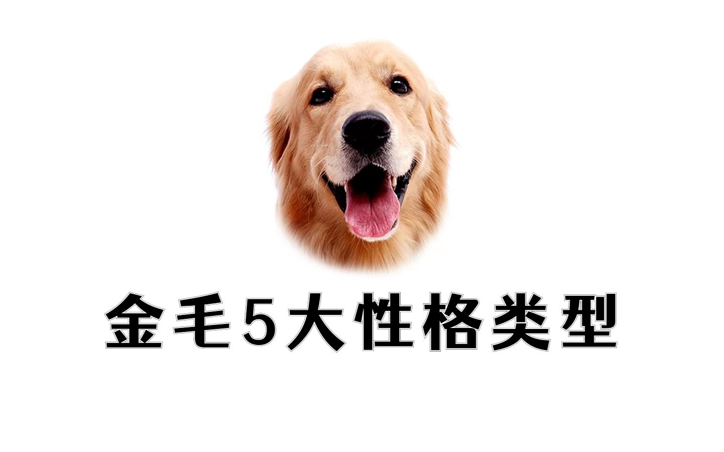 金毛犬的常见5种类型,你家是哪种?哔哩哔哩bilibili