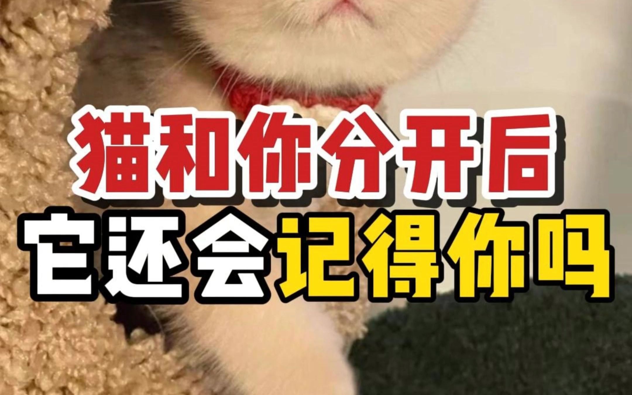 猫对主人的记忆有多久?分开后它还会记得你吗?哔哩哔哩bilibili