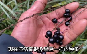 Tải video: 这种著名中药材，有人以为是兰花也有人以为是石昌蒲，你们认识吗