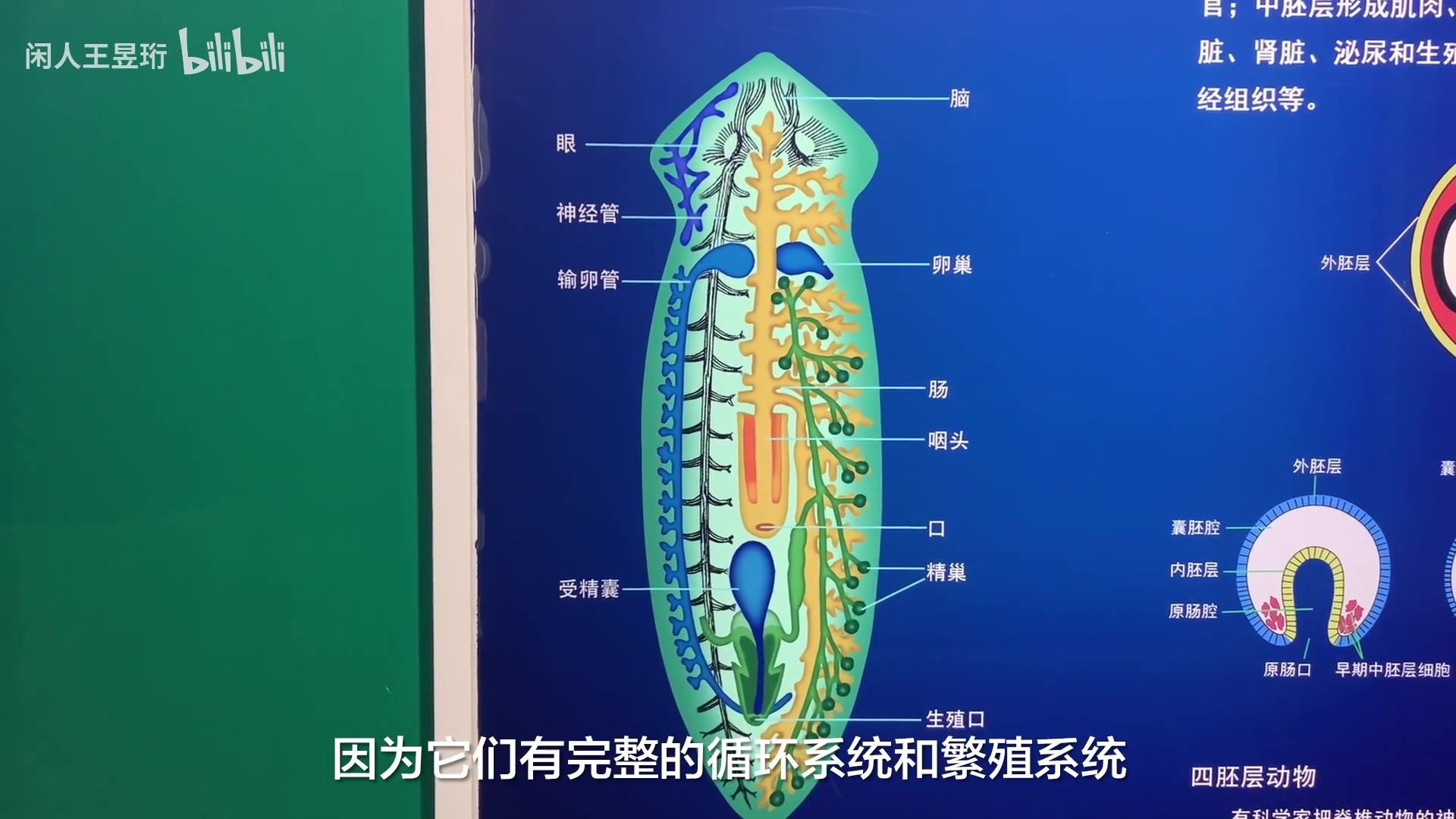 王昱珩:环球博物馆中的自然科学(30节完结).最早的生命是什么样子的——北京自然博物馆(上)哔哩哔哩bilibili