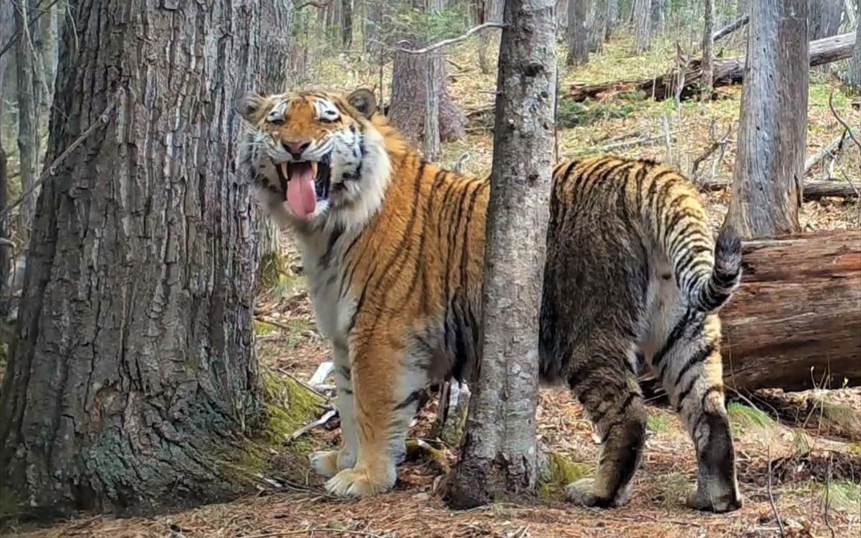 远东森林 | 初春,成年男性东北虎的可爱时间.