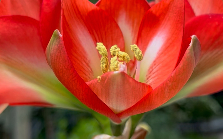 朱顶红 残次球 长野 开花了