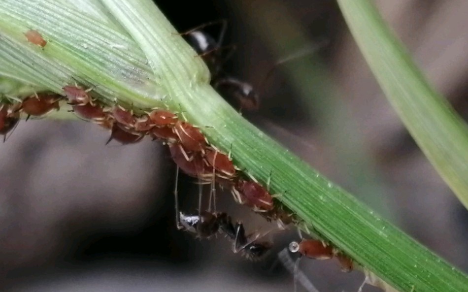 长角立毛蚁吃蚜虫蜜露的瞬间