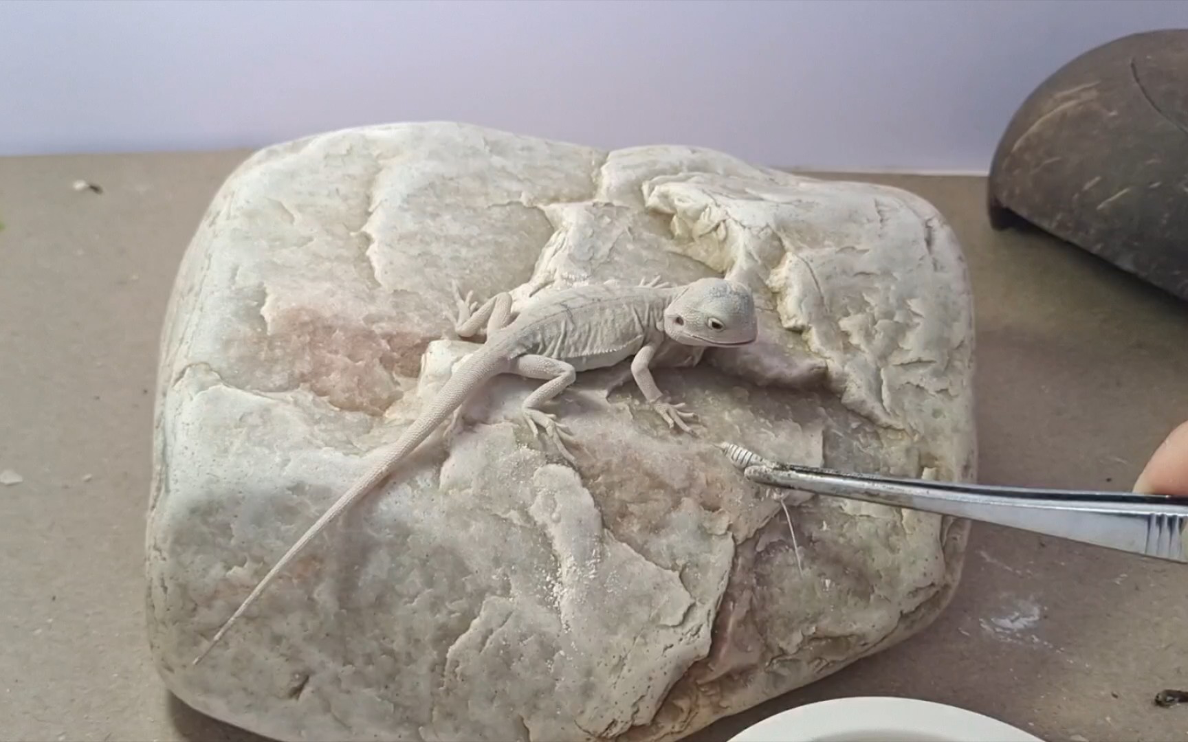 鬃狮蜥(基因:超白皮革)日常喂食