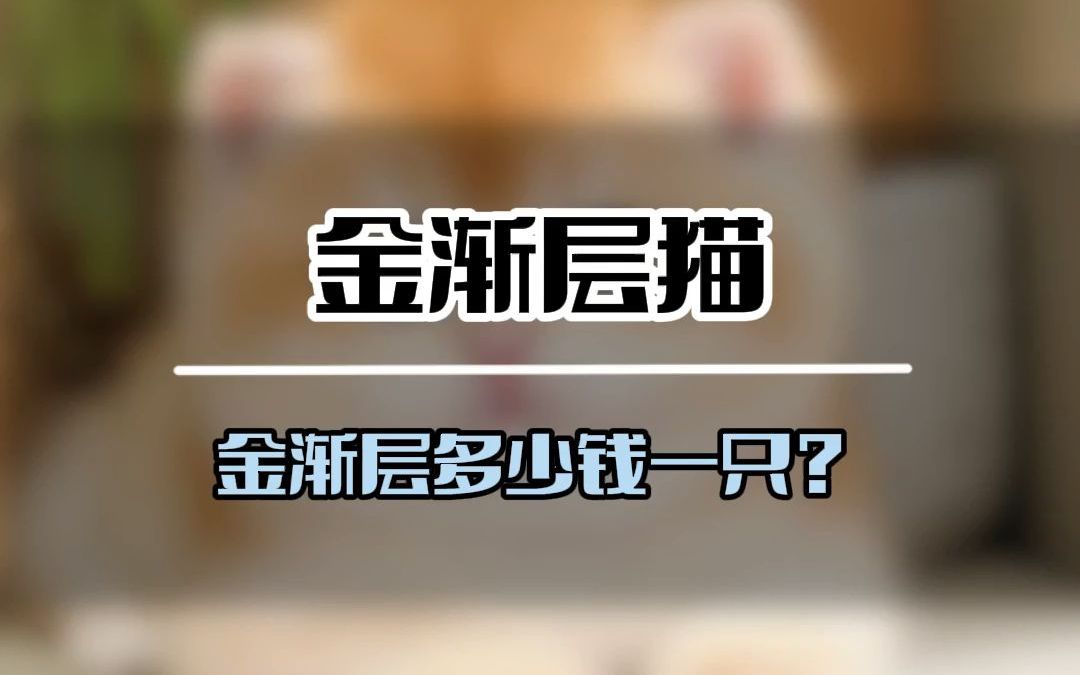 金渐层多少钱一只?哔哩哔哩bilibili