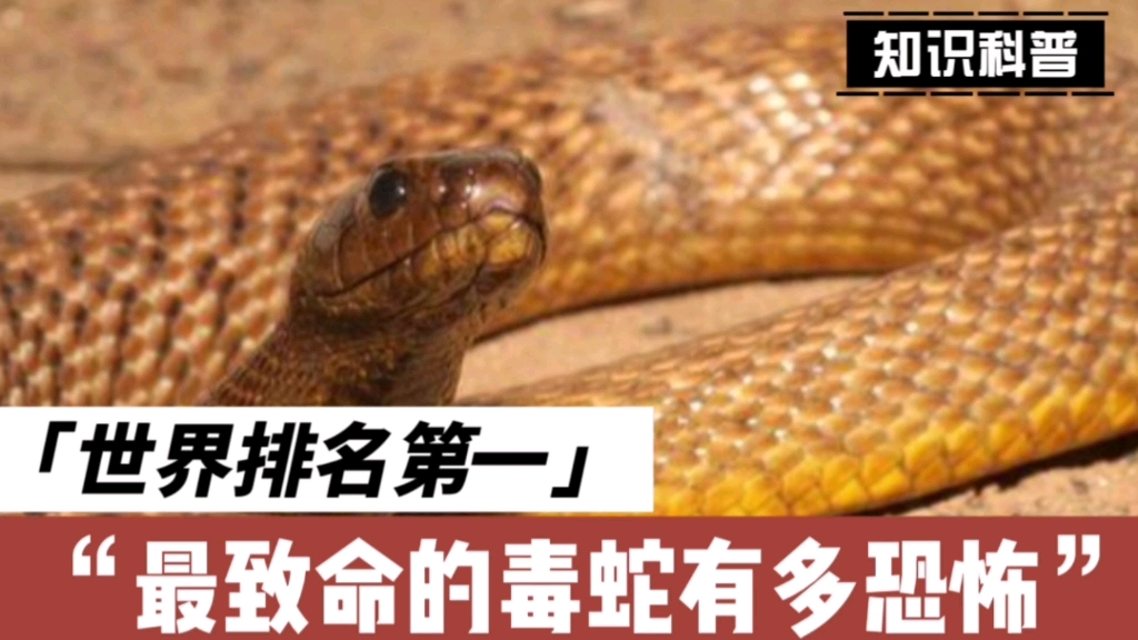 世界排名第一,最致命的毒蛇有多恐怖?