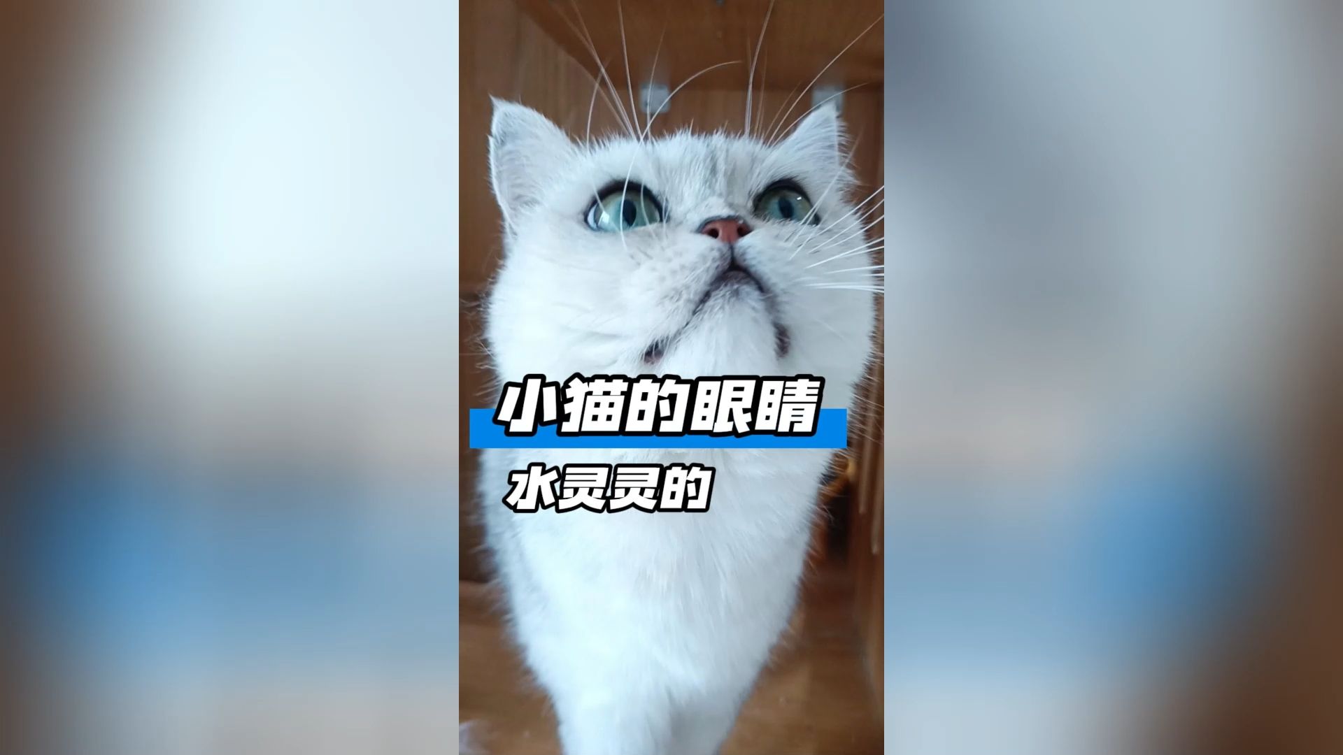 小猫兰兰水灵灵的大眼睛,太可爱啦