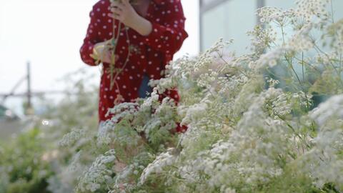 梦幻的蕾丝花 大阿米芹 哔哩哔哩 Bilibili