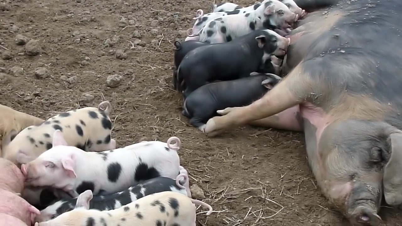 【小动物吃东西】小母猪喂奶发出哼!哼哼~的声音