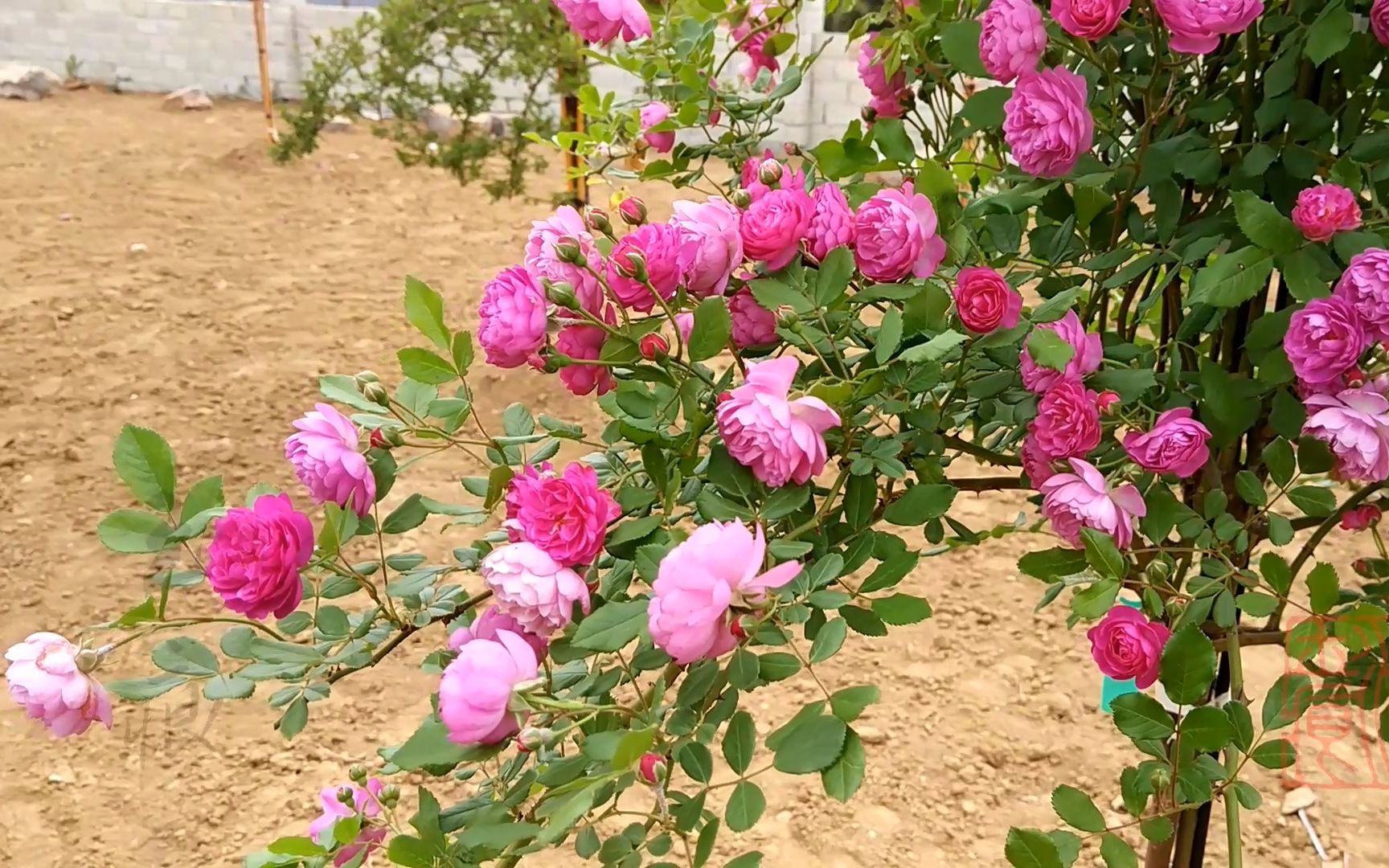 群开的葡萄园之歌树状月季