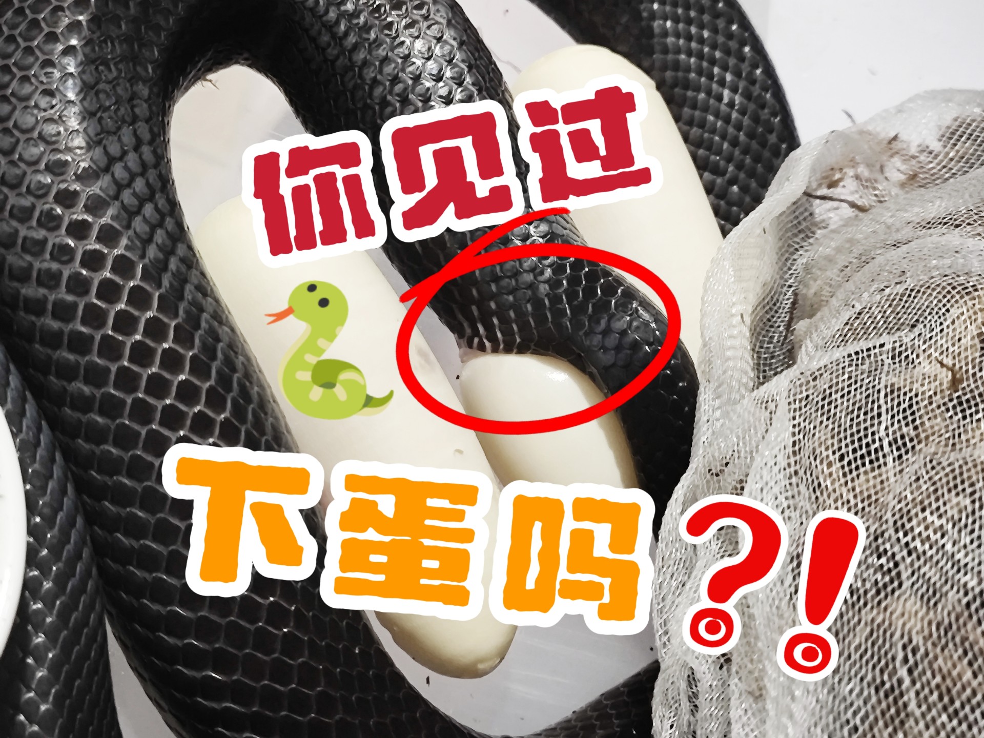 你见过蛇下蛋吗!一颗蛇蛋是怎样诞生的?