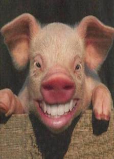 猪的照片搞笑表情图片