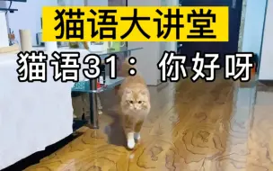 Download Video: 赶紧大声播放猫语“你好呀”，看看你家猫有什么反应？