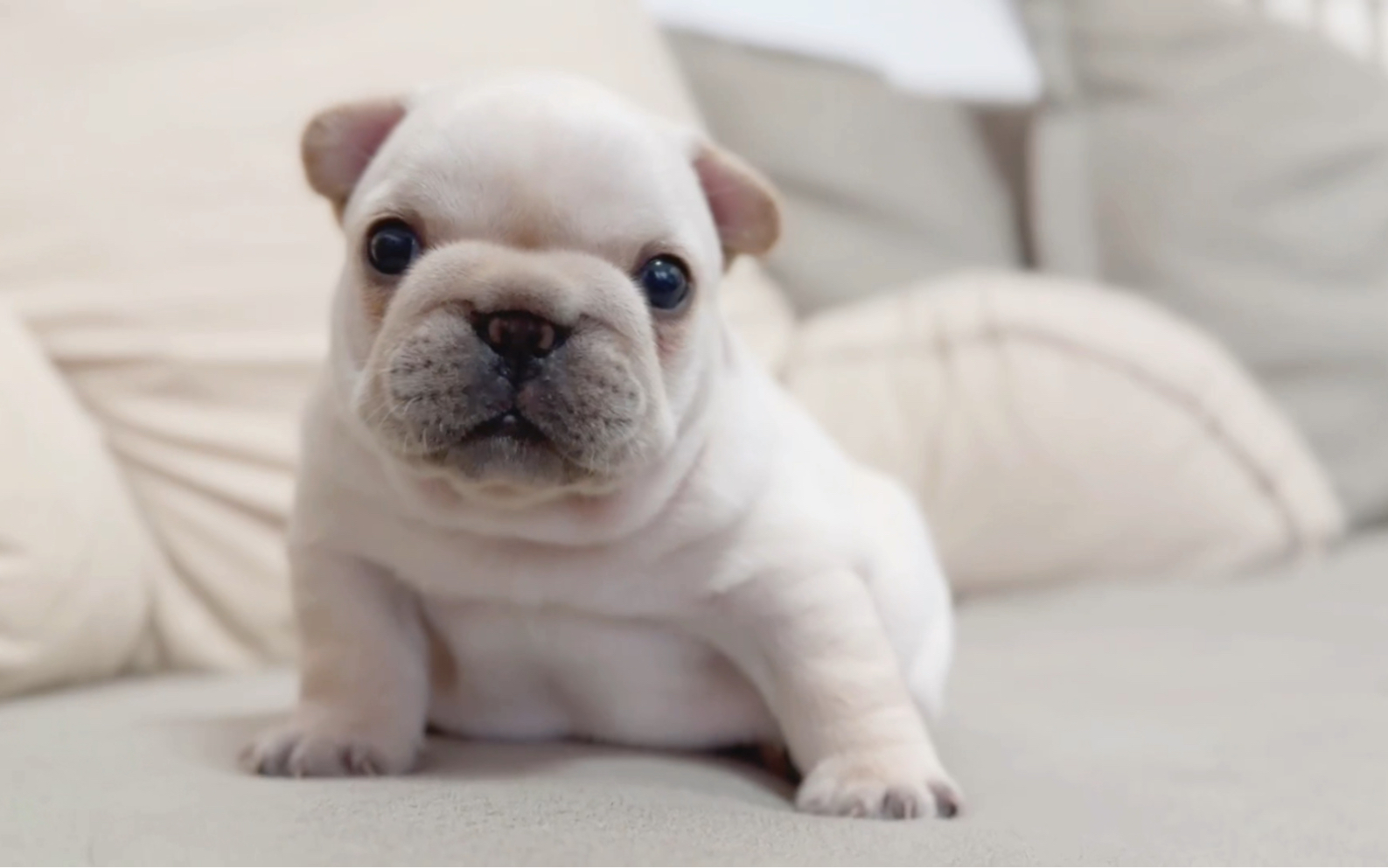 奶油法斗小奶狗,马上满月,蹒跚学步中,胖到下垂,哈哈哈