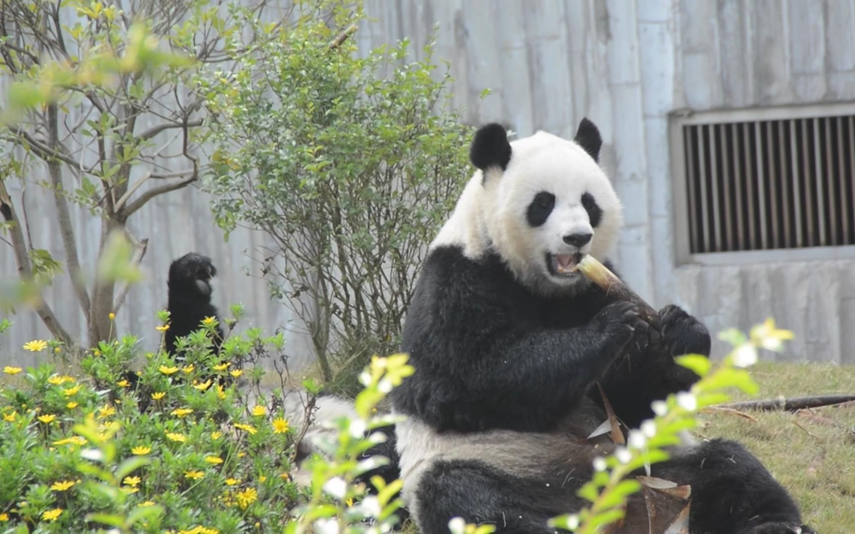 辣妈大娇老师,妈妈娇子,女儿倩倩/囡囡,儿子娇奥/娇毅