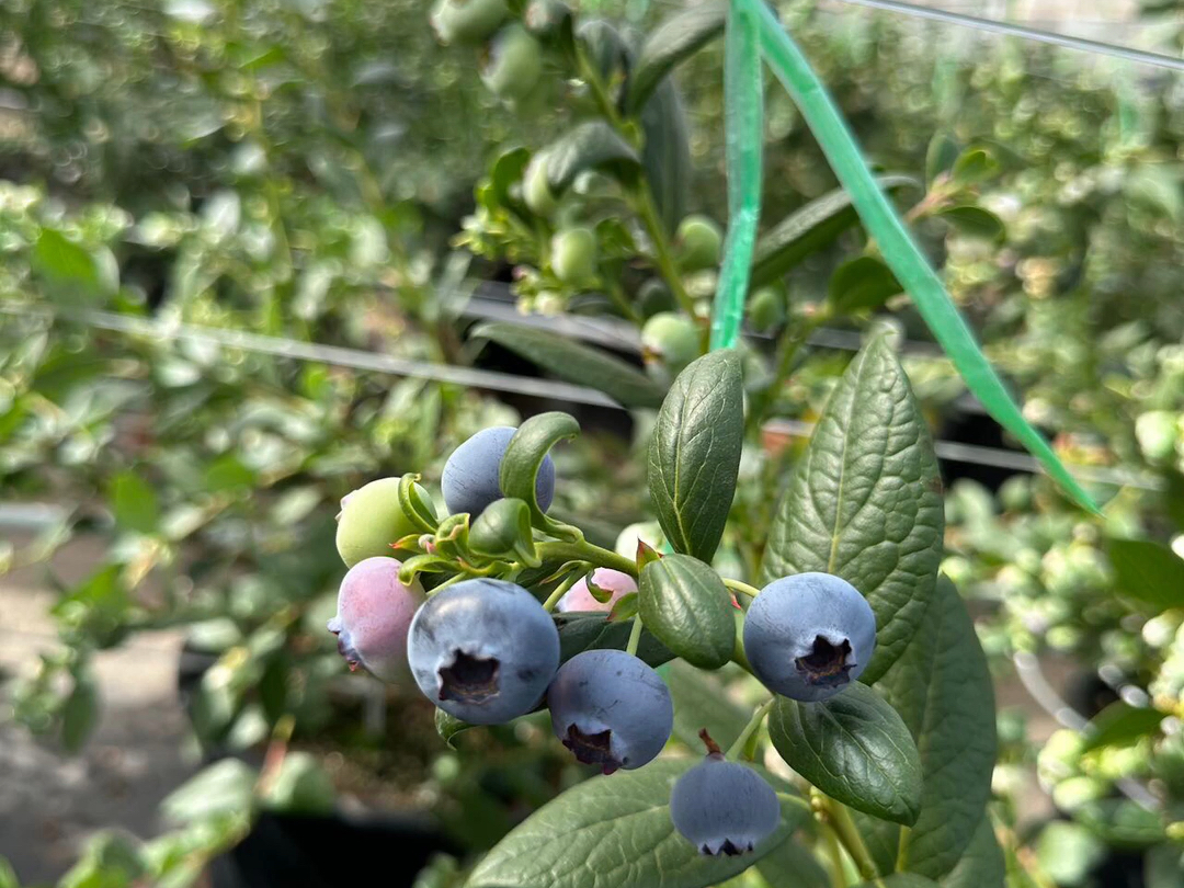 云南L25花香蓝莓|吃着又脆又甜,口感回味自带花香,基本无酸,口感接近纯甜,蓝莓界的天花板.𐟘‹哔哩哔哩bilibili