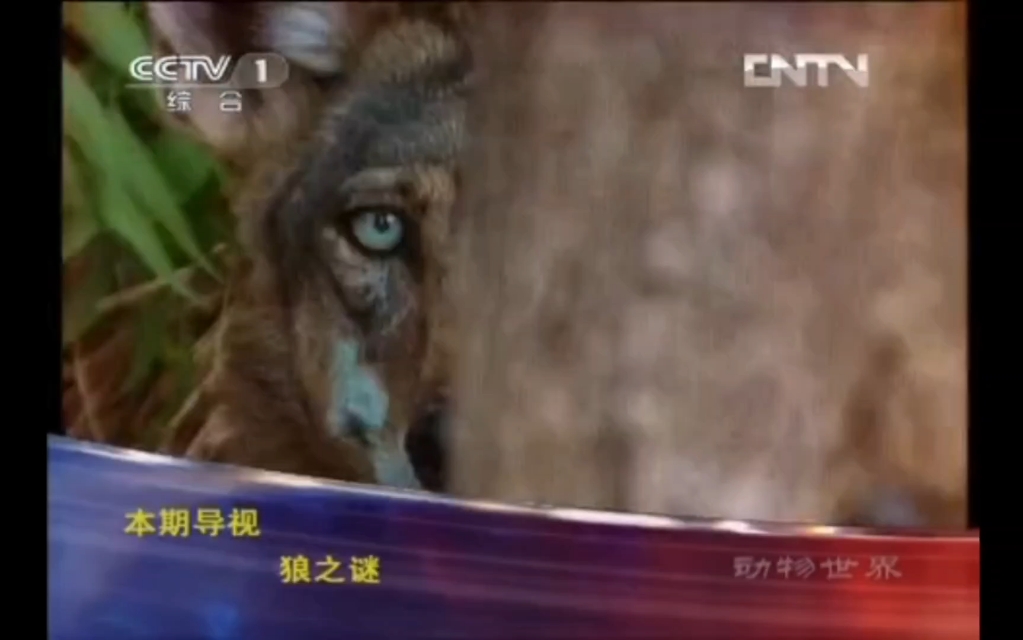 2013年1月9日cctv1《动物世界》开场/结尾