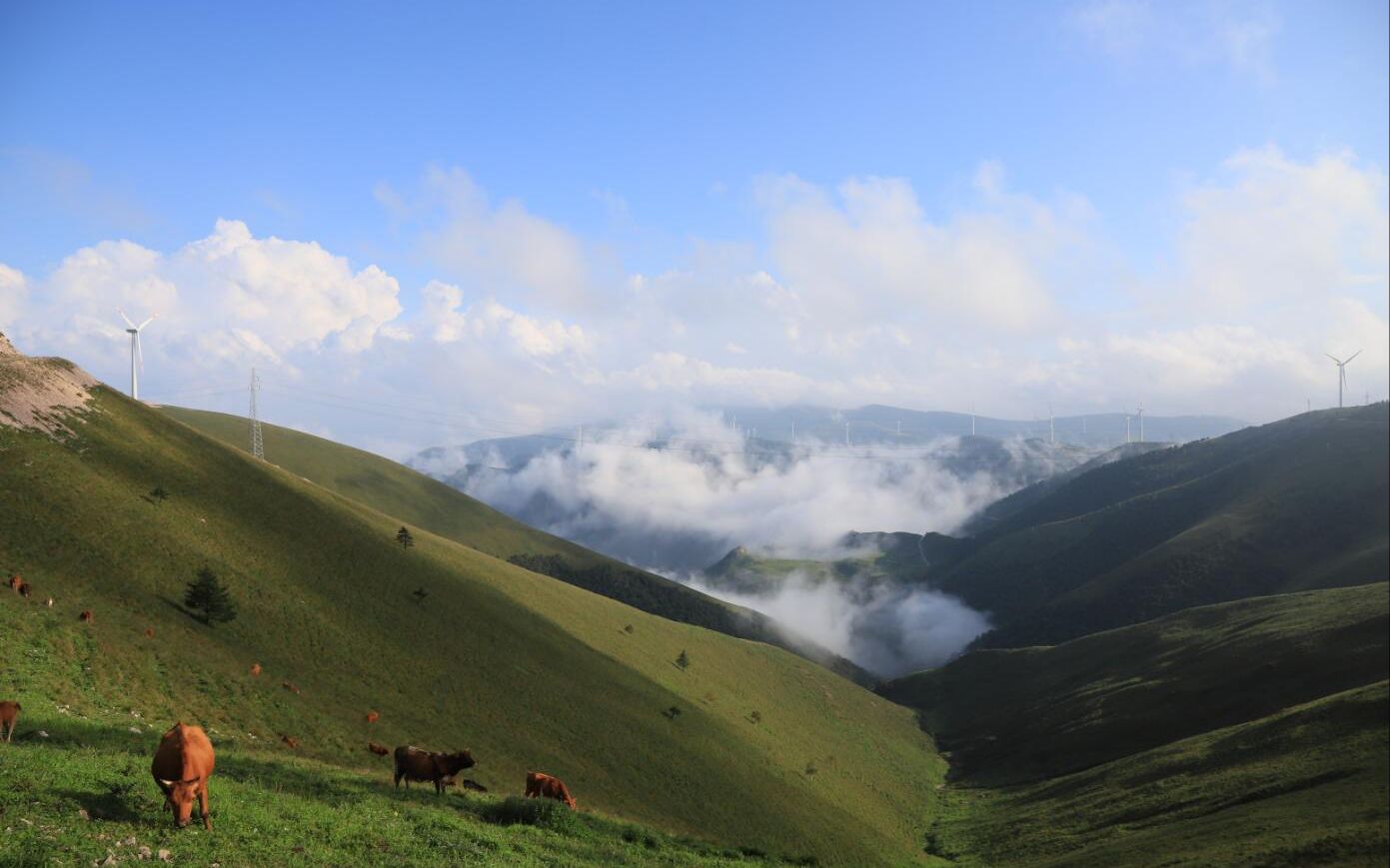 [图]【摄影/记录】高山上的草原——茶山