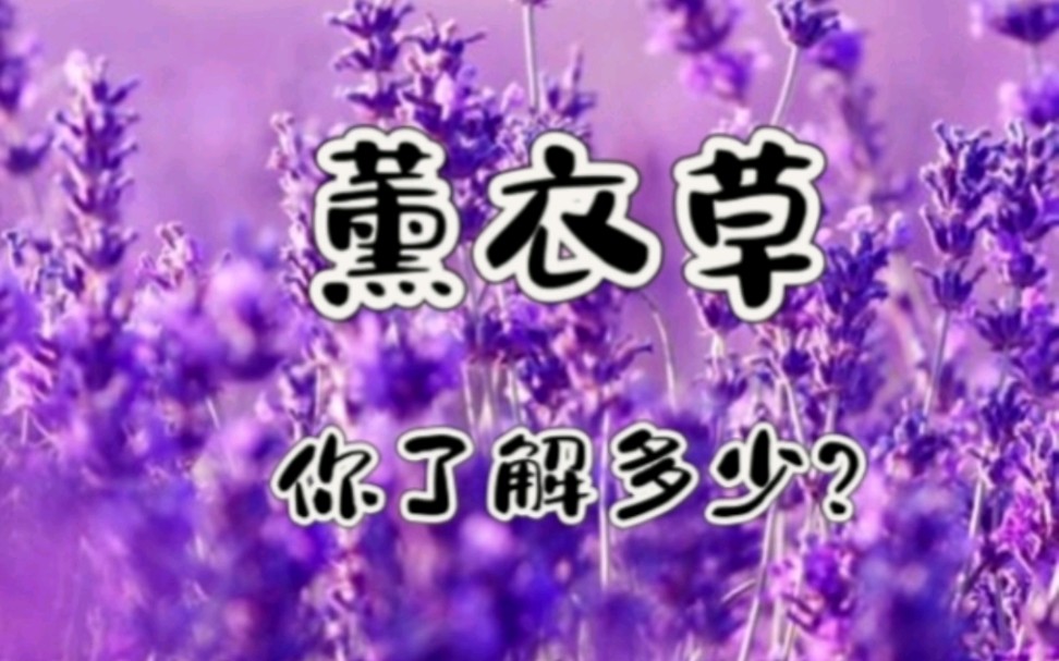 薰衣草你了解多少?哔哩哔哩bilibili