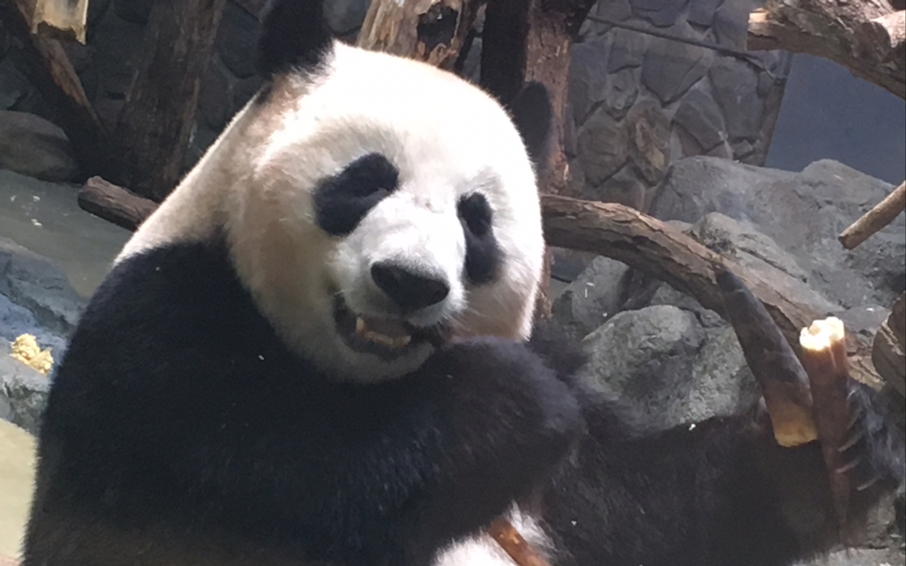 方脑壳小乔的观察日记