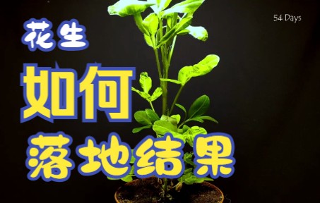 落花生I花生从种子开始发育,重新成为新的个体哔哩哔哩bilibili