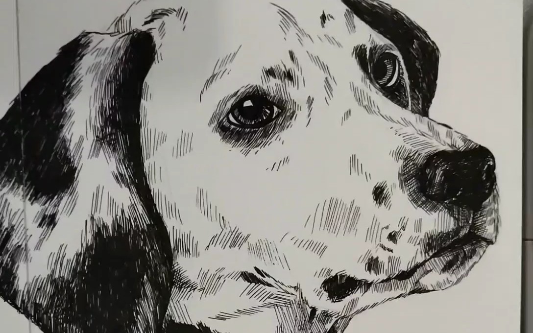 【手绘】针管笔狗狗过程