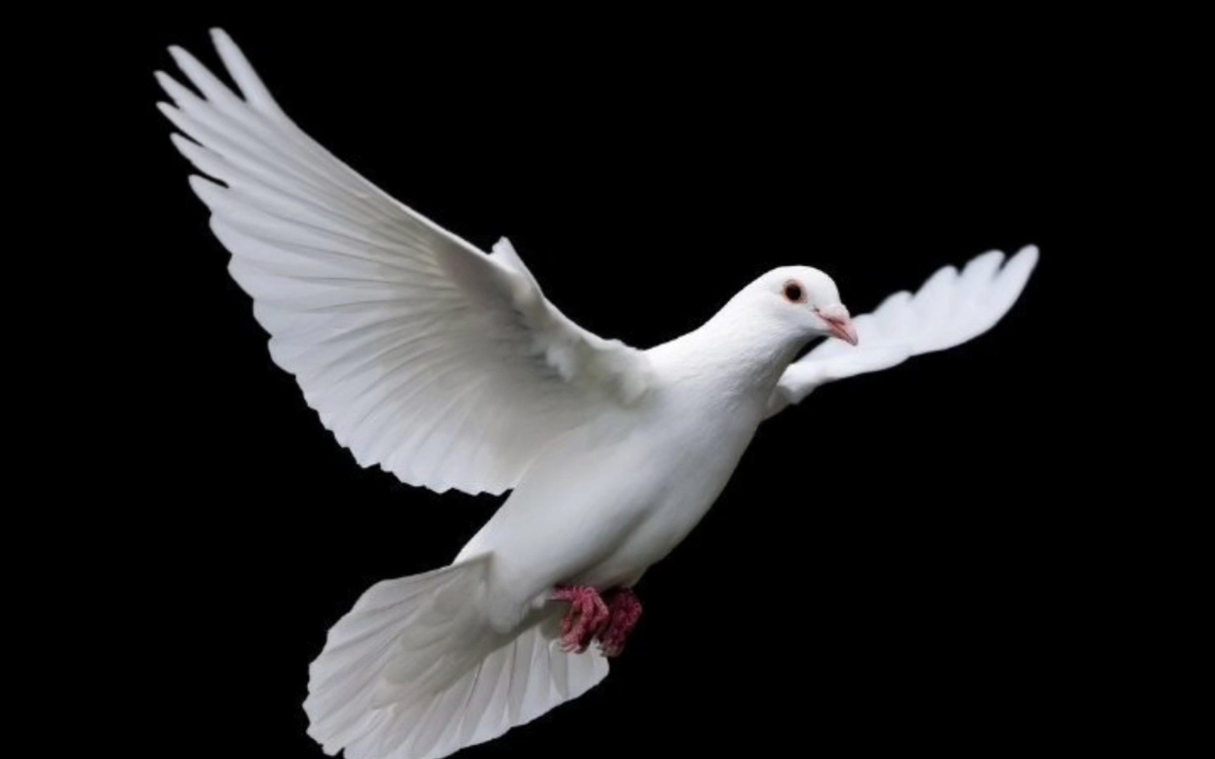 飞翔的白鸽