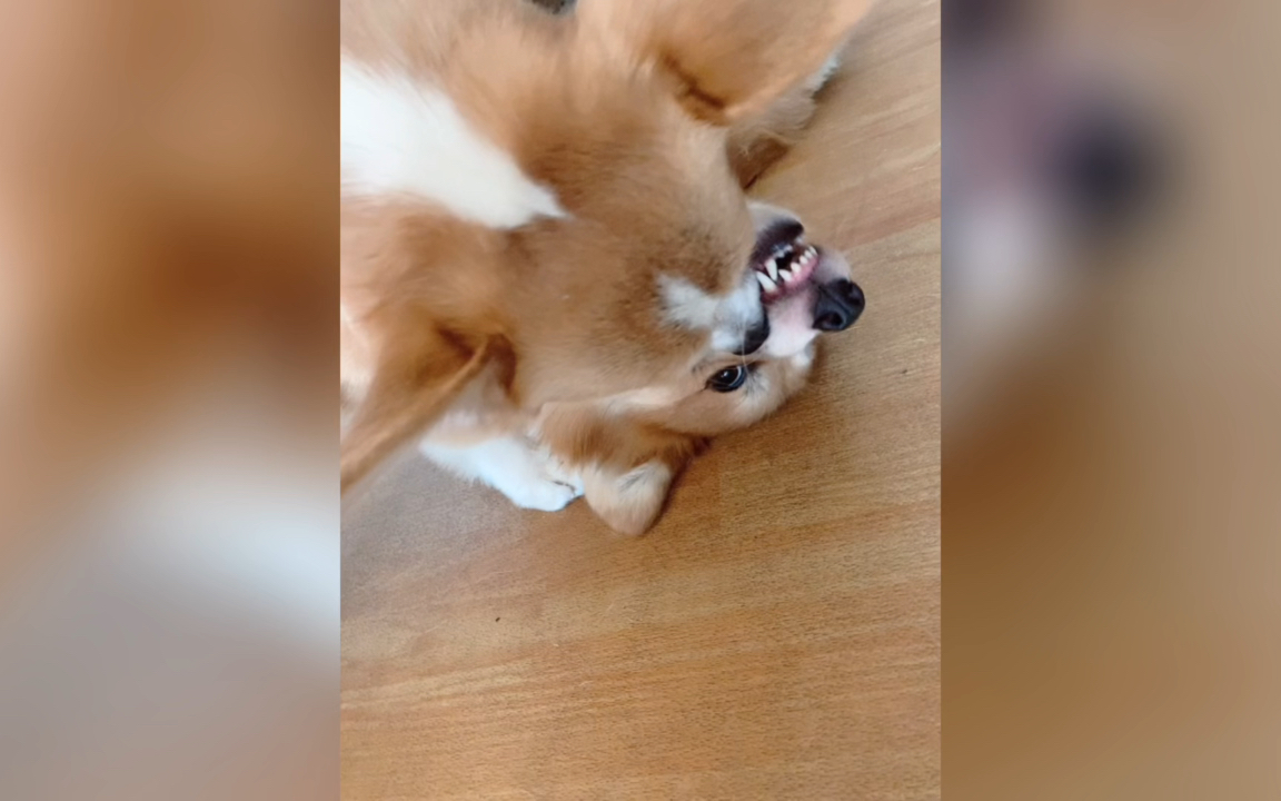 关于我家的柯基不会打快板,只会拾人牙慧这件事