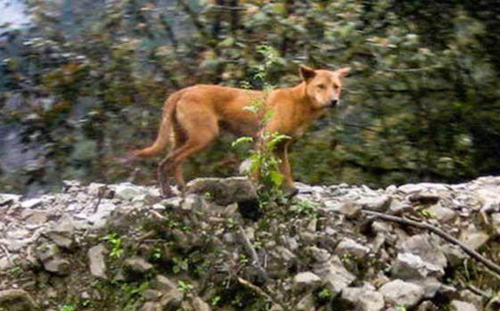 最原始犬种——新几内亚高地野狗时隔半个世纪再次被发现哔哩哔哩bilibili